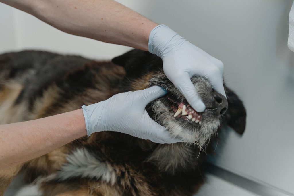 Veterinär i handskar öppnar munnen på en schäfer och granskar tänderna