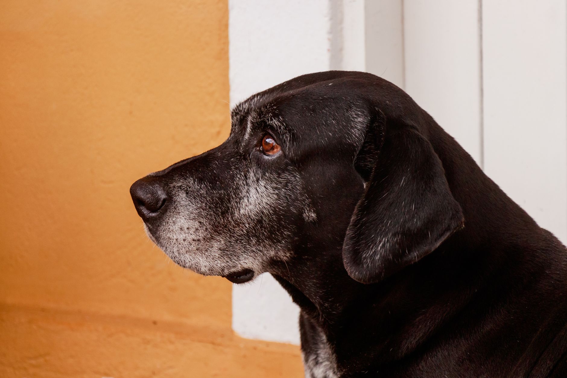 Äldre svart hund med grå nos i profil