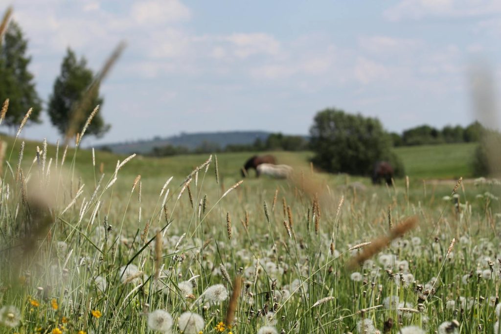 Sommaräng i svenska landsbygden