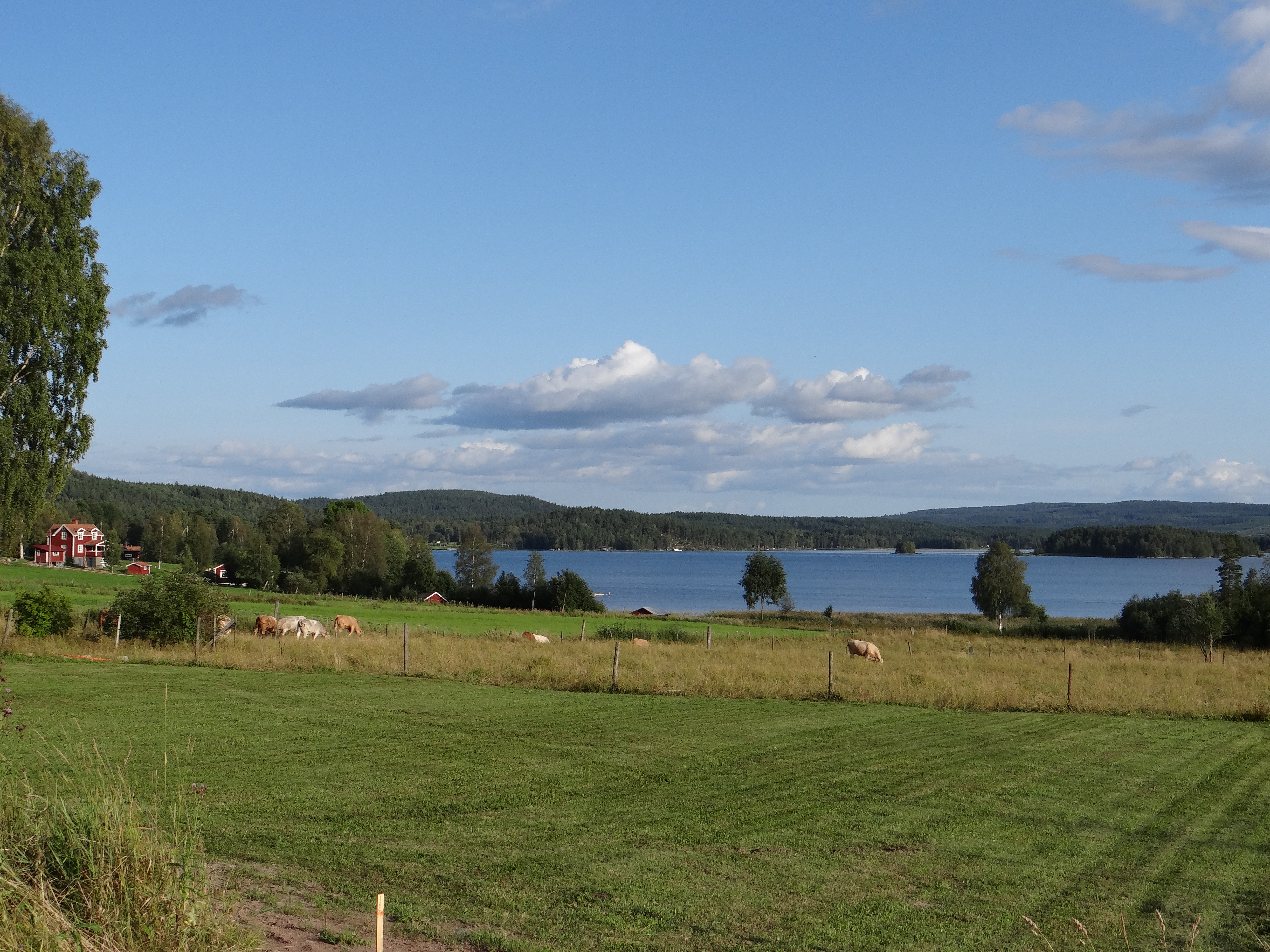 Böljande äng vid Siljans strand utanför Leksand, med betande kor och röda gårdsbyggnader