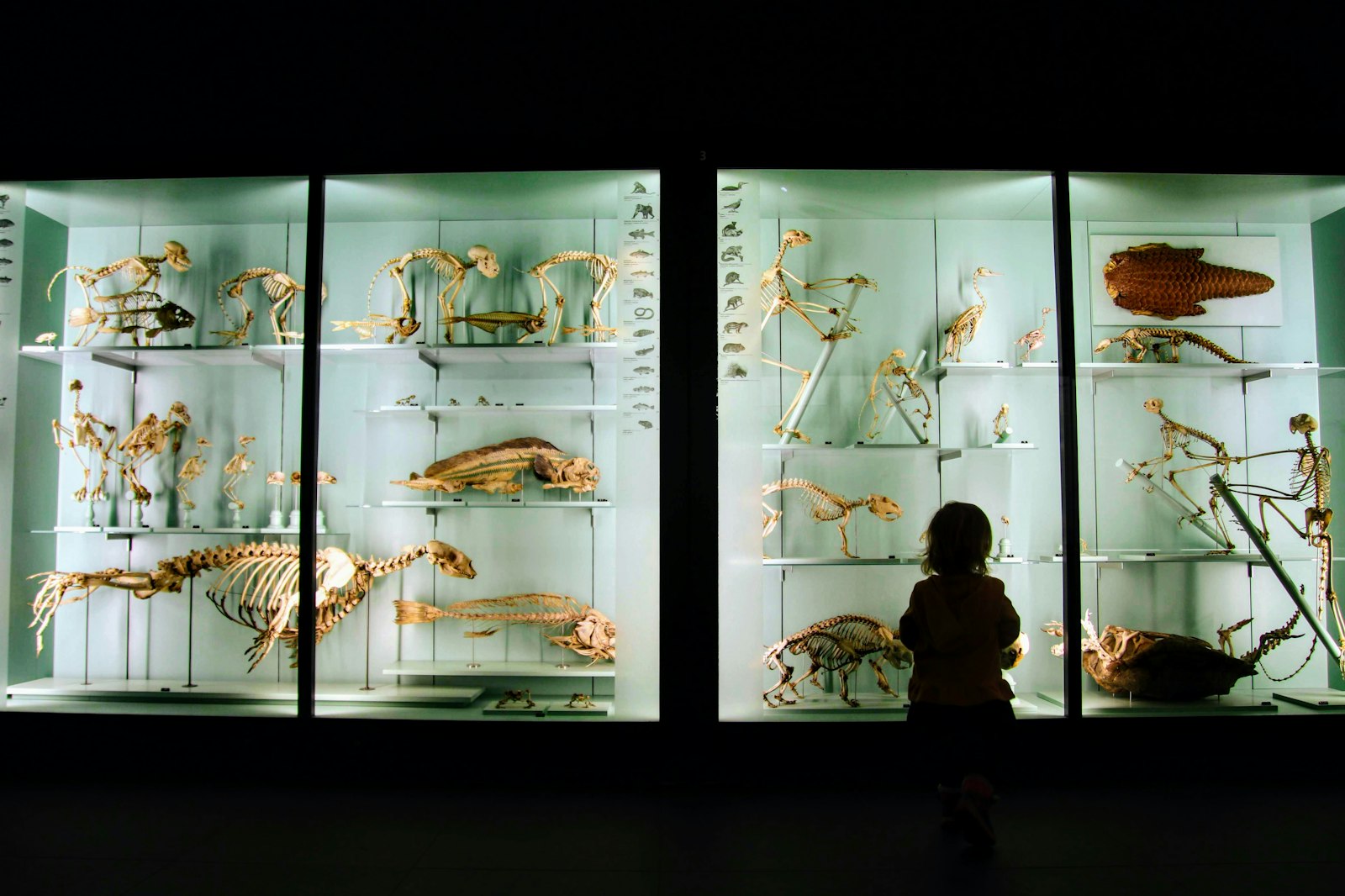 Ett barn tittar på montrar med djurskelett på ett naturhistoriskt museum