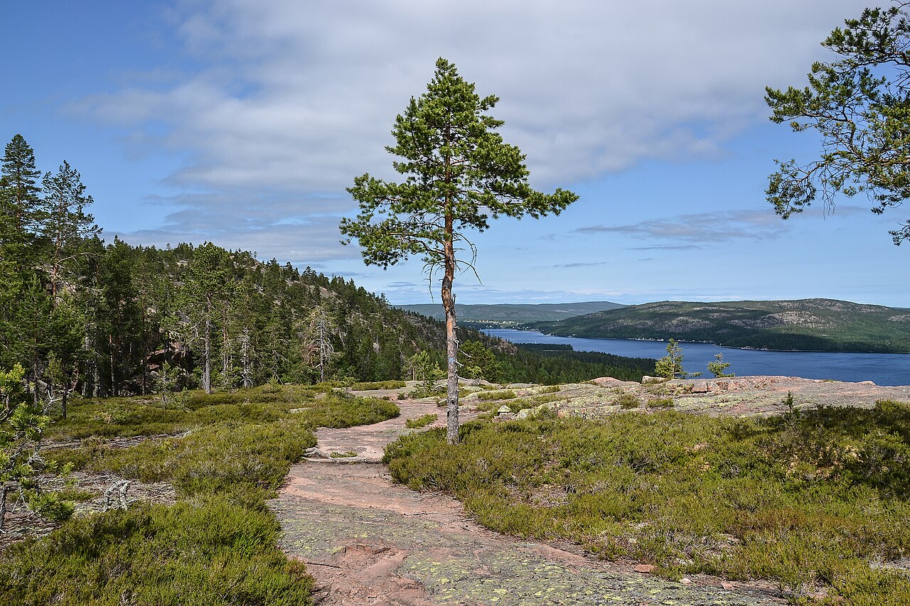 Pine tree on a rocky heath overlooking the water of the High Coast in northern Sweden