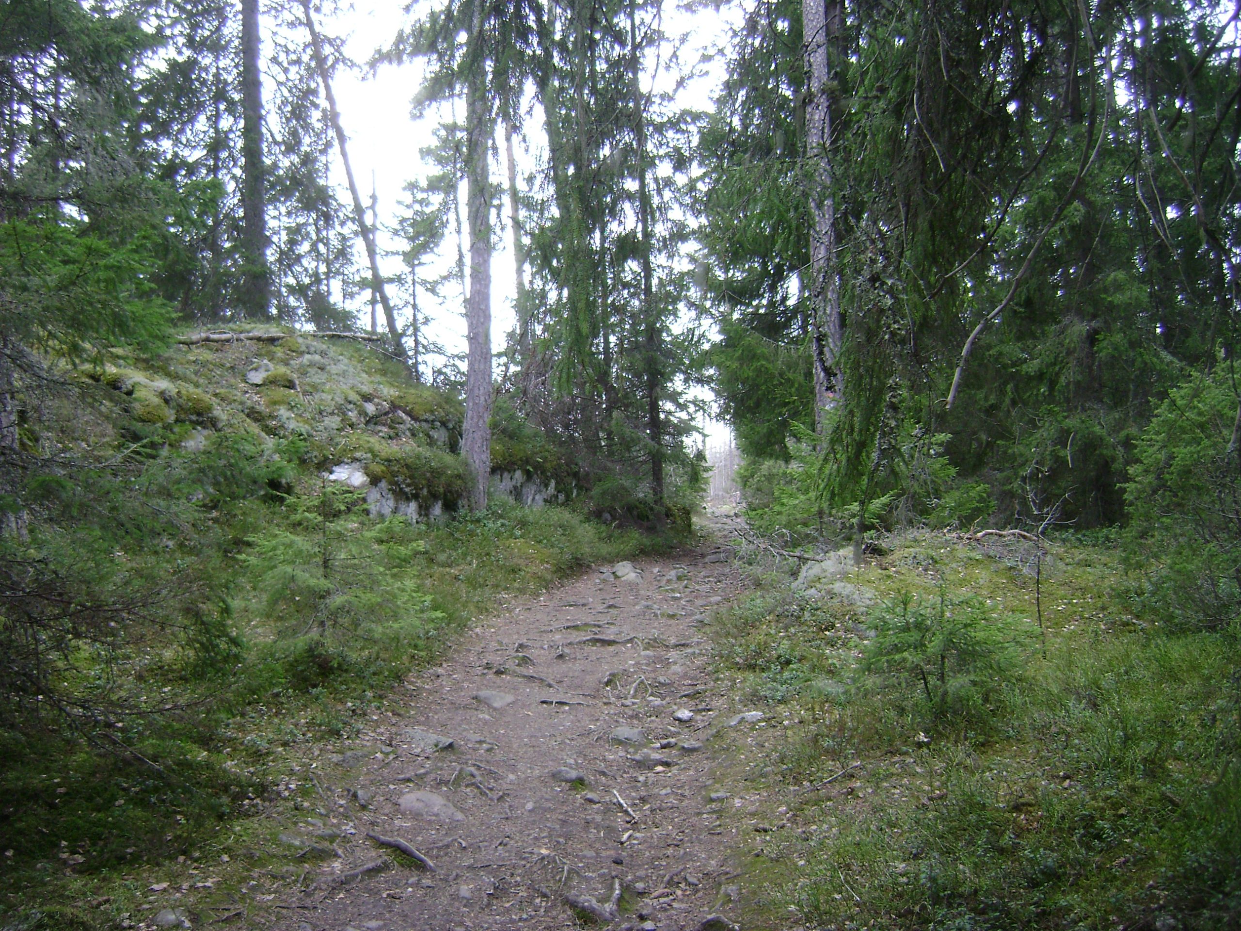 Forest trail with moss covered rocks in Tyresta National Park south of Stockholm