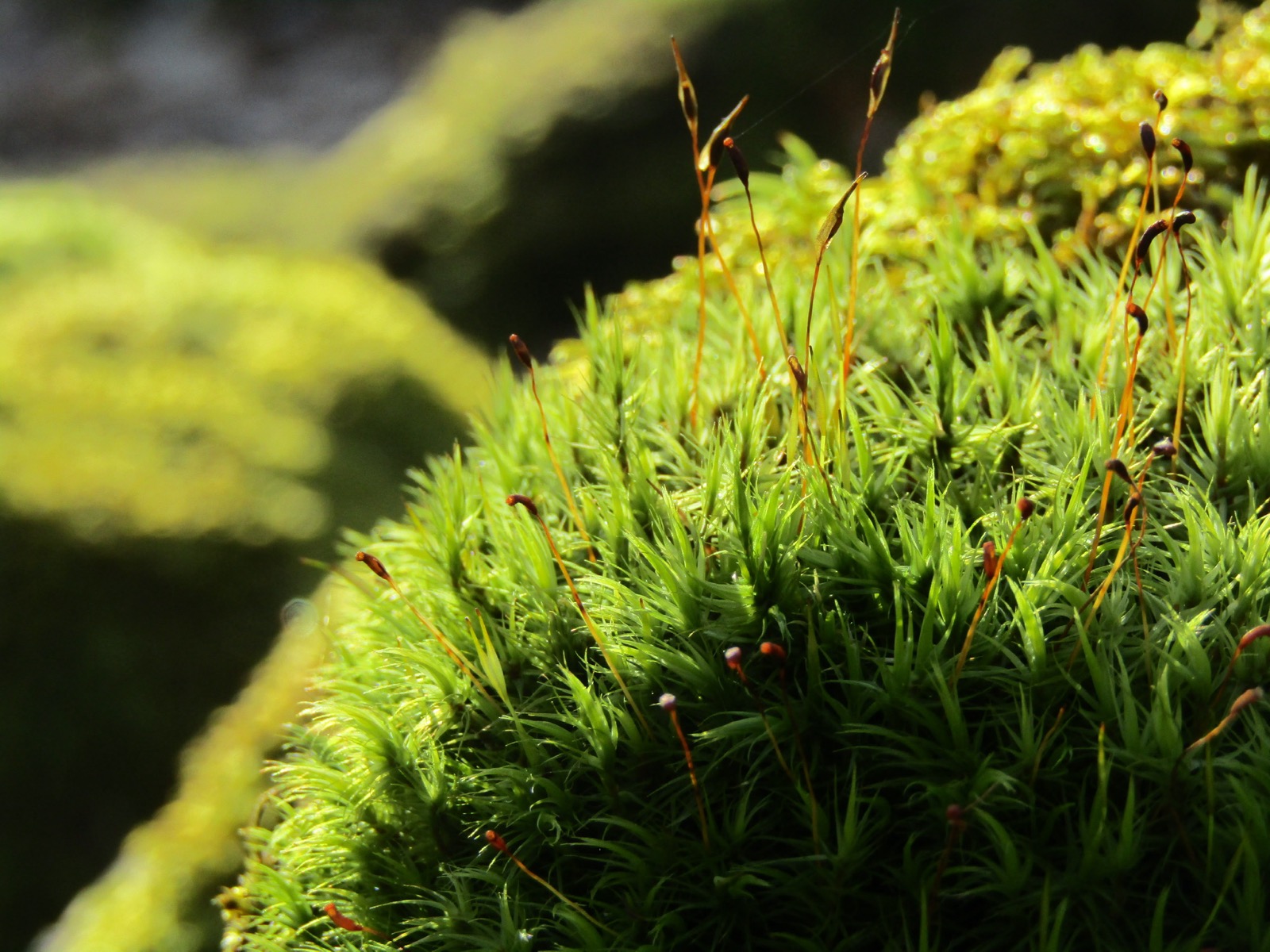 Frodig mossbeklädd skogsmark i lönnskogen på Hanö
