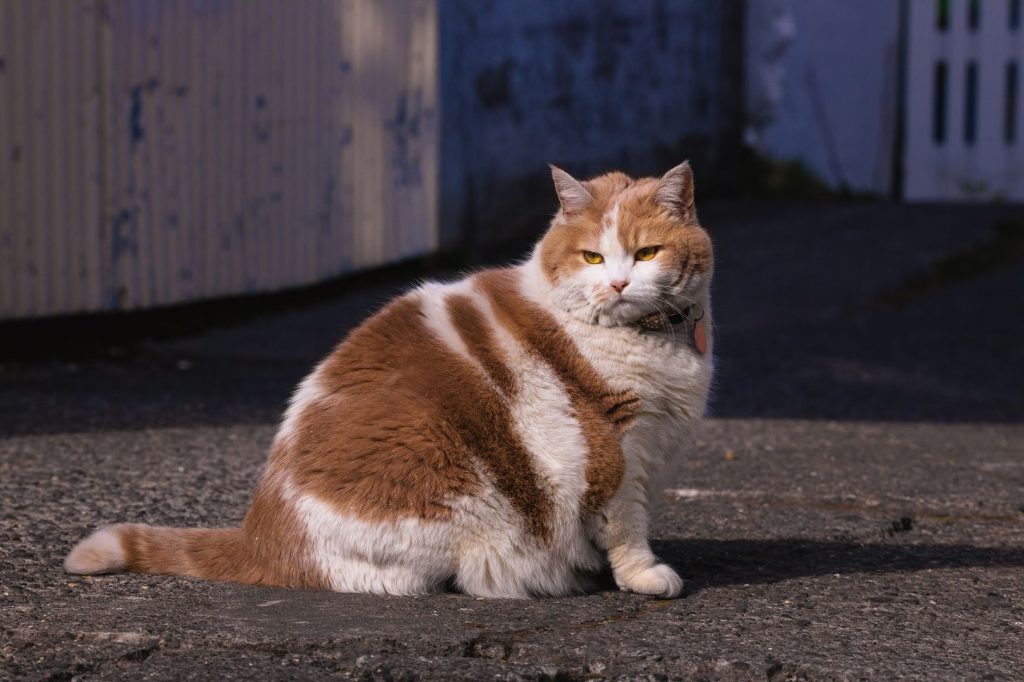 Rund katt vilar