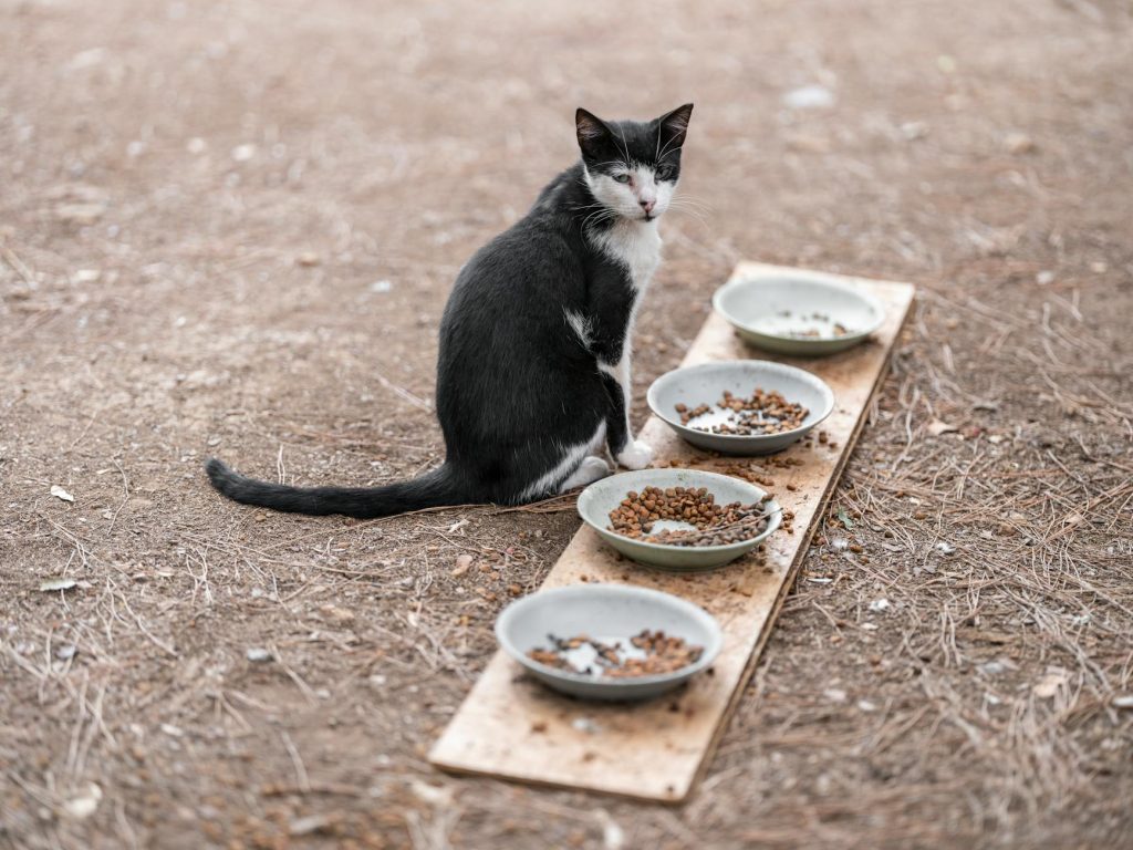 Kattgodis i skål