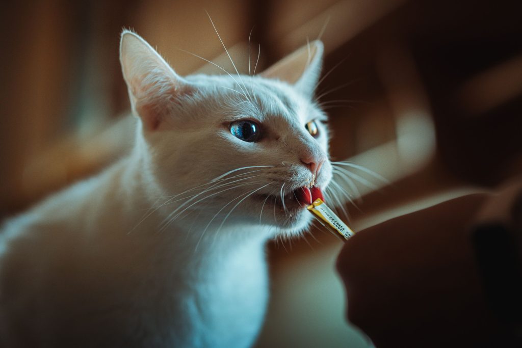 Katt tar emot en godbit