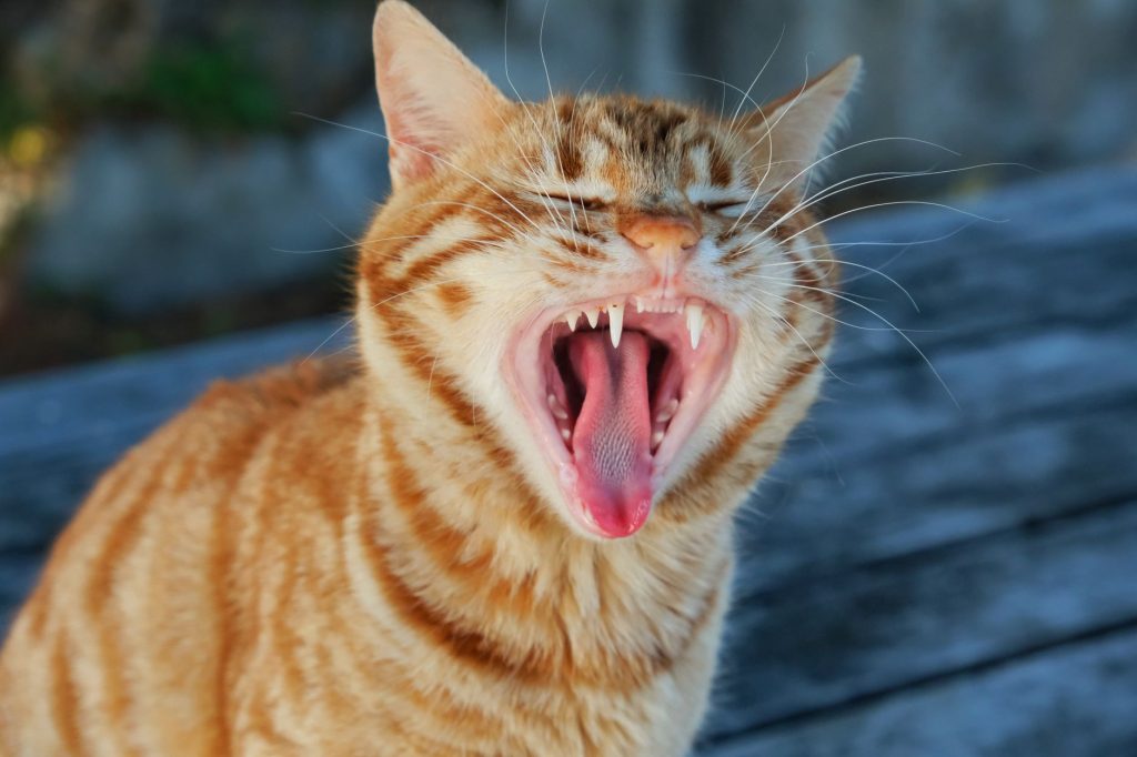 Katt gäspar