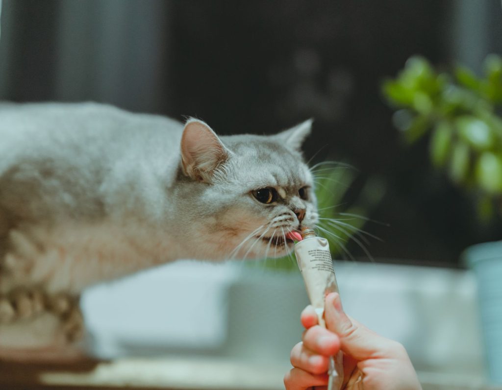 Katt får en godbit
