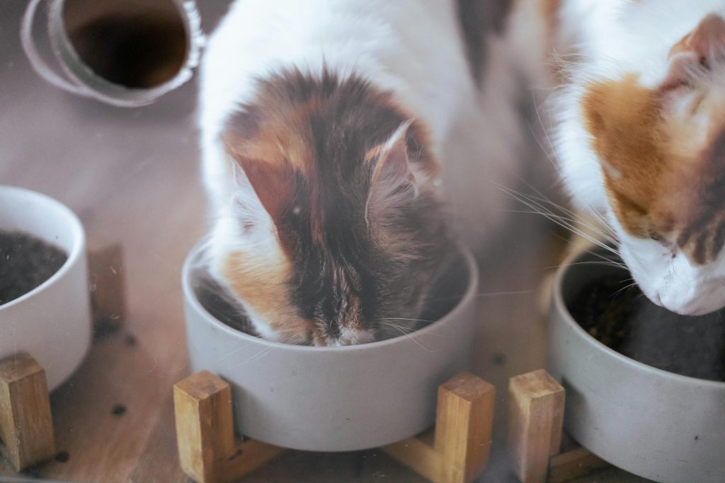Två katter äter ur matskålar