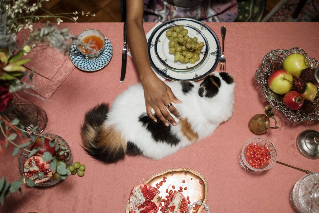 Katt på ett bord med mat, bland annat vindruvor