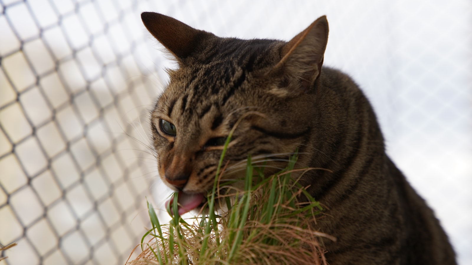 Tabbykatt som tuggar på grönt kattgräs