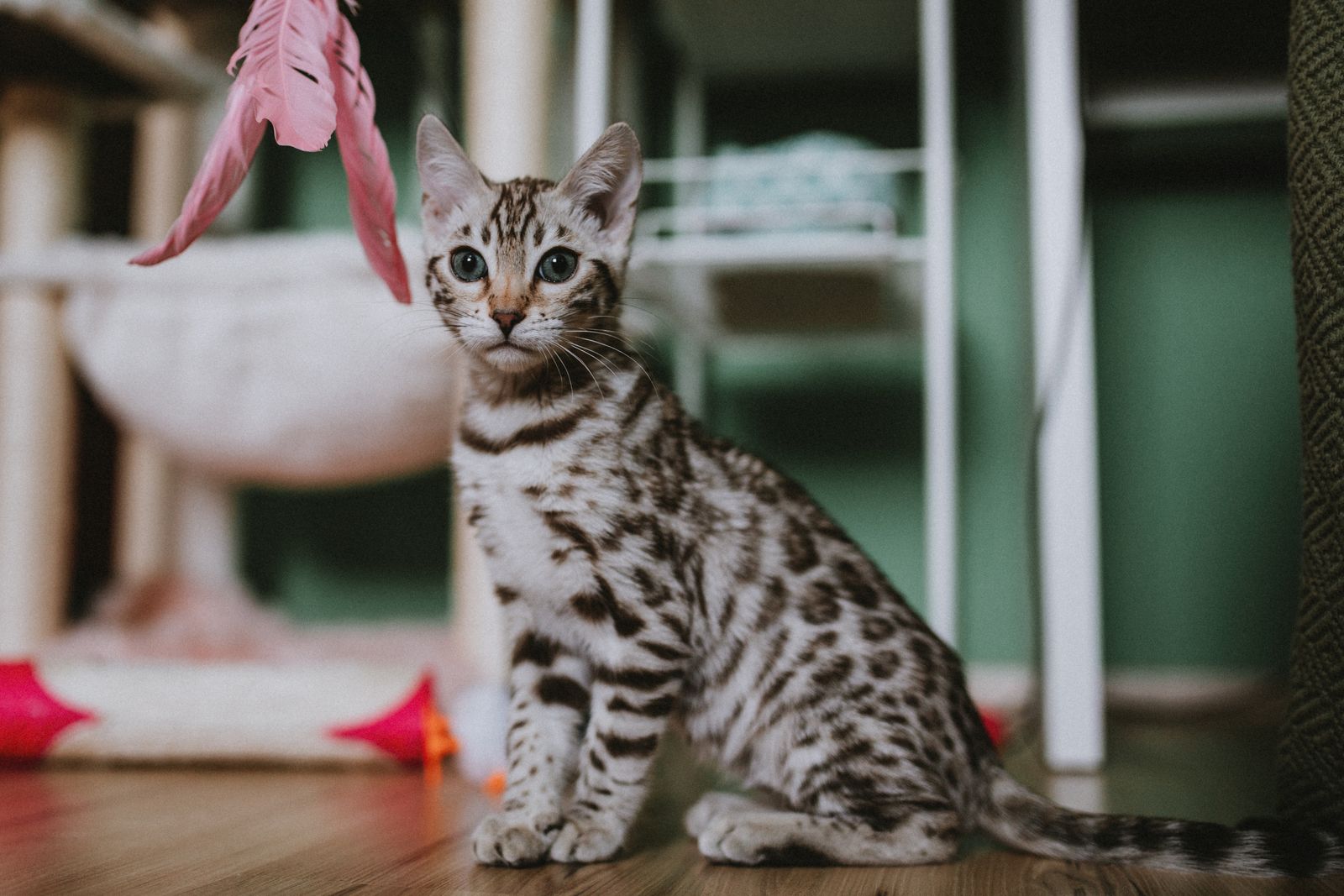 Ung katt som leker med en fjäderleksak inomhus