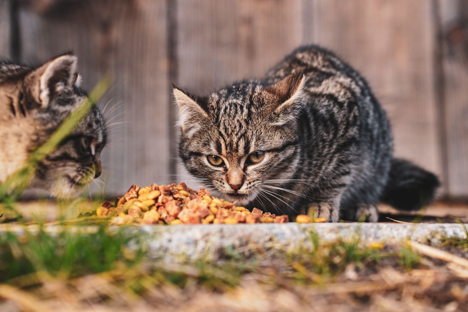 Två små kattungar som äter vid ett trästaket