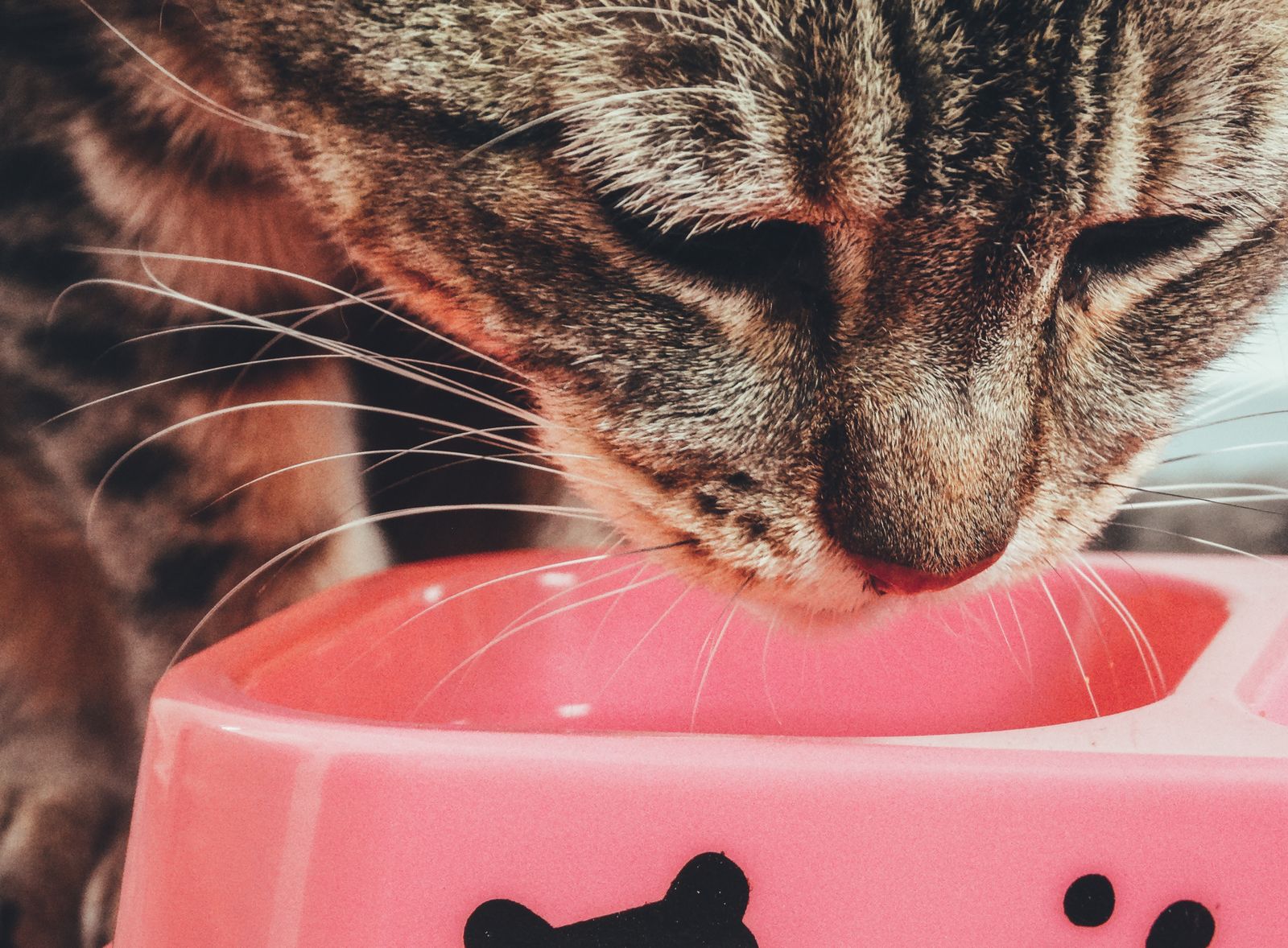 Katt som äter ur en rosa matskål