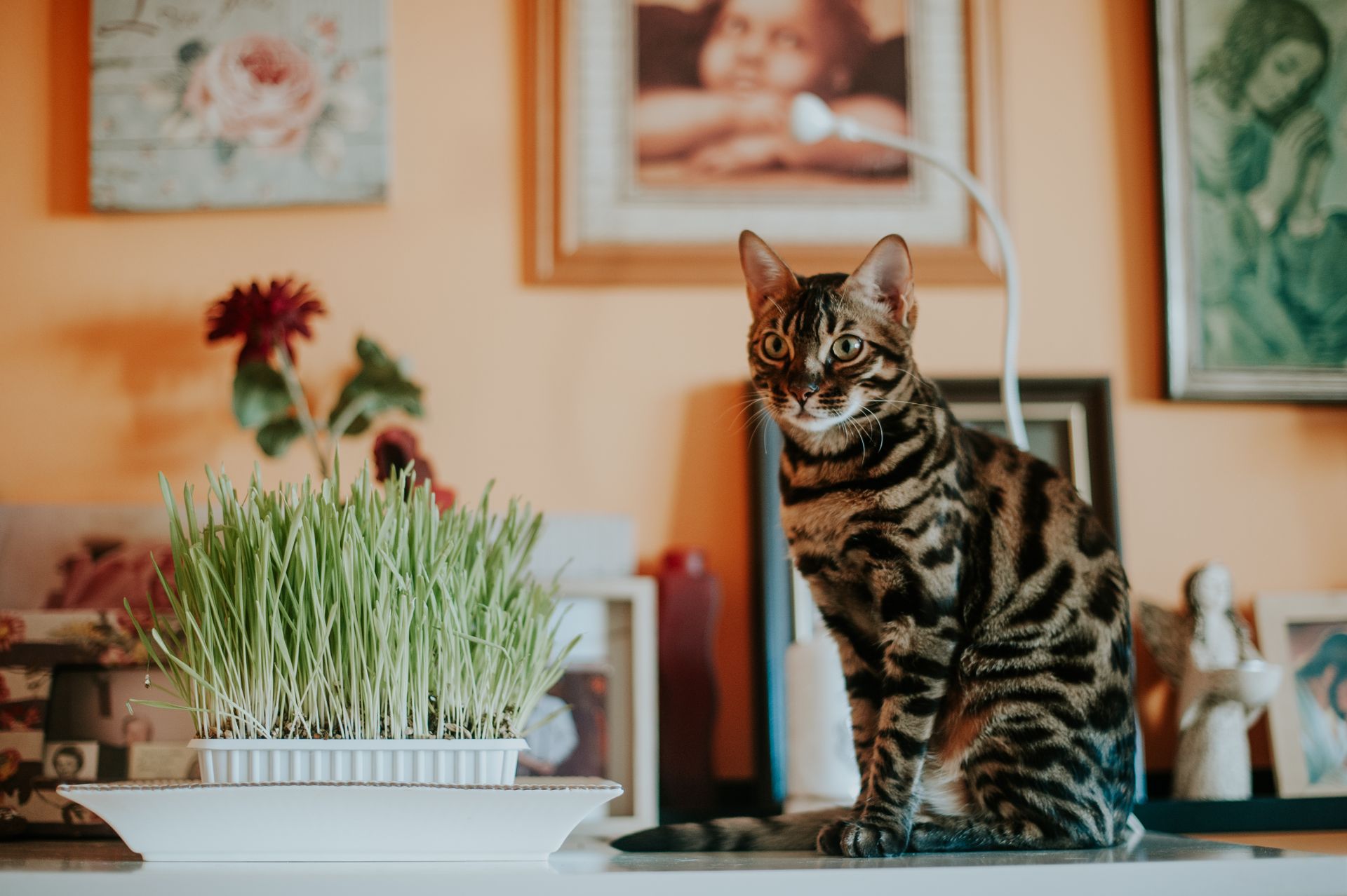 Katt sitter intill en låg vit skål med tätt sått kattgräs inomhus