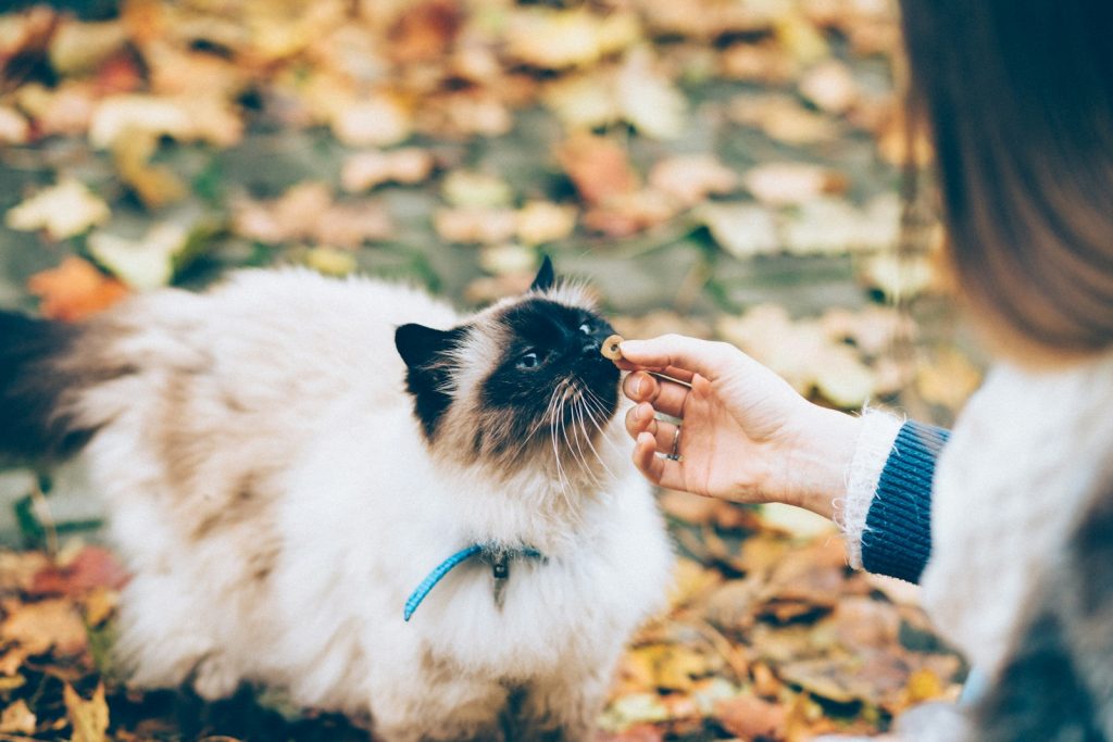 Långhårig katt tar emot en torr godisbit ur en hand bland höstlöv