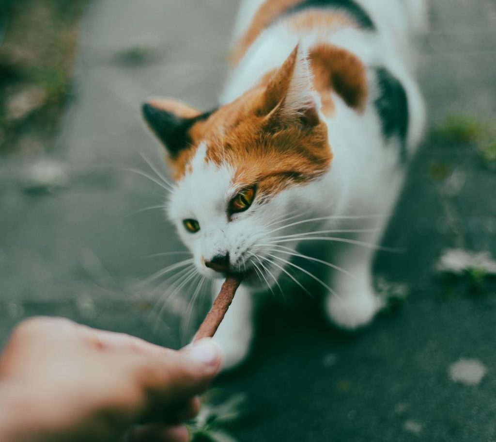 Katt tar emot en mjuk godisstick ur en hand