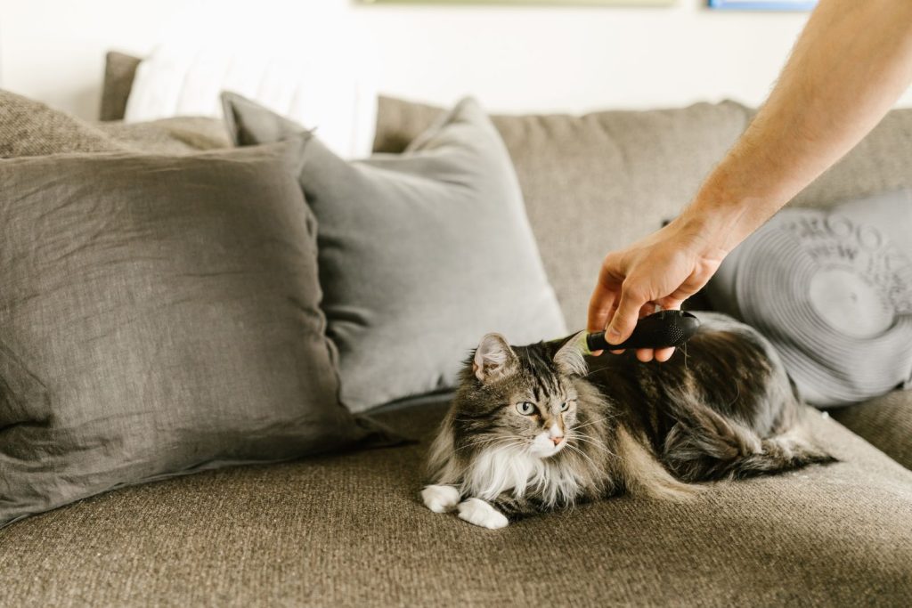 Långhårig katt som blir kammad med en borste i soffan