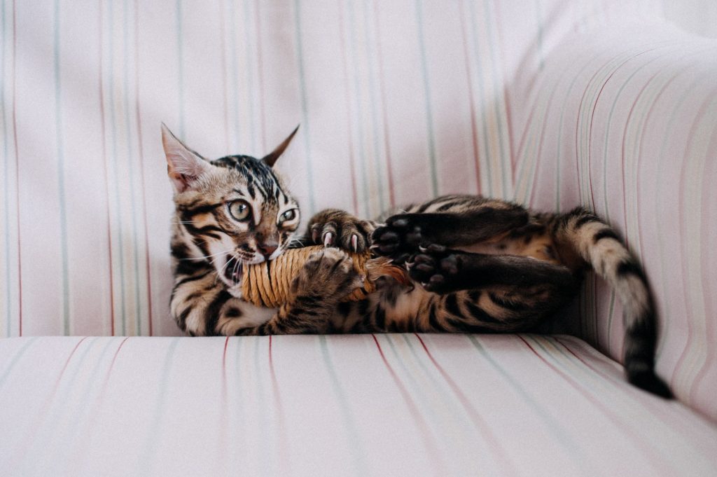 Bengalkatt som ligger på rygg i en randig soffa och biter i en leksak lindad med rep
