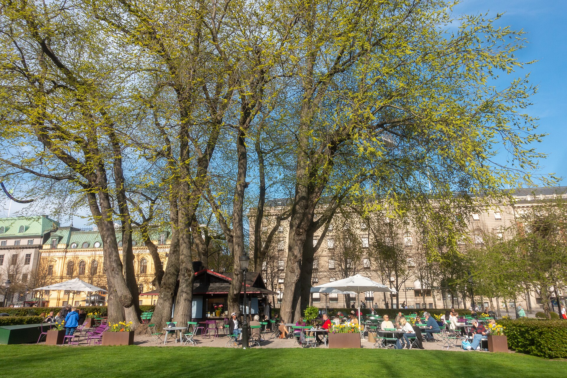 Almgruppen kring tehuset i Kungsträdgården en solig vårdag, med serveringsbord under de höga träden