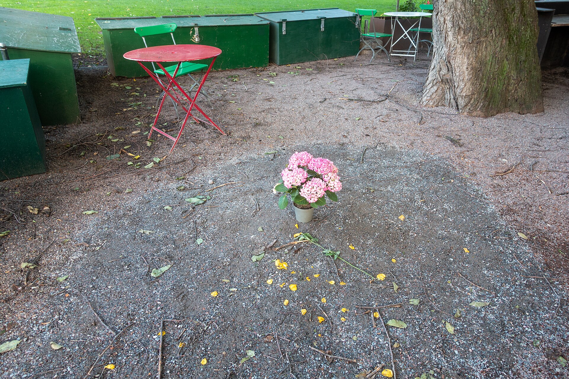 Grusyta i Kungsträdgården där en fälld alm har stått, med en kruka rosa hortensia i mitten och en kvarvarande almstam i bakgrunden