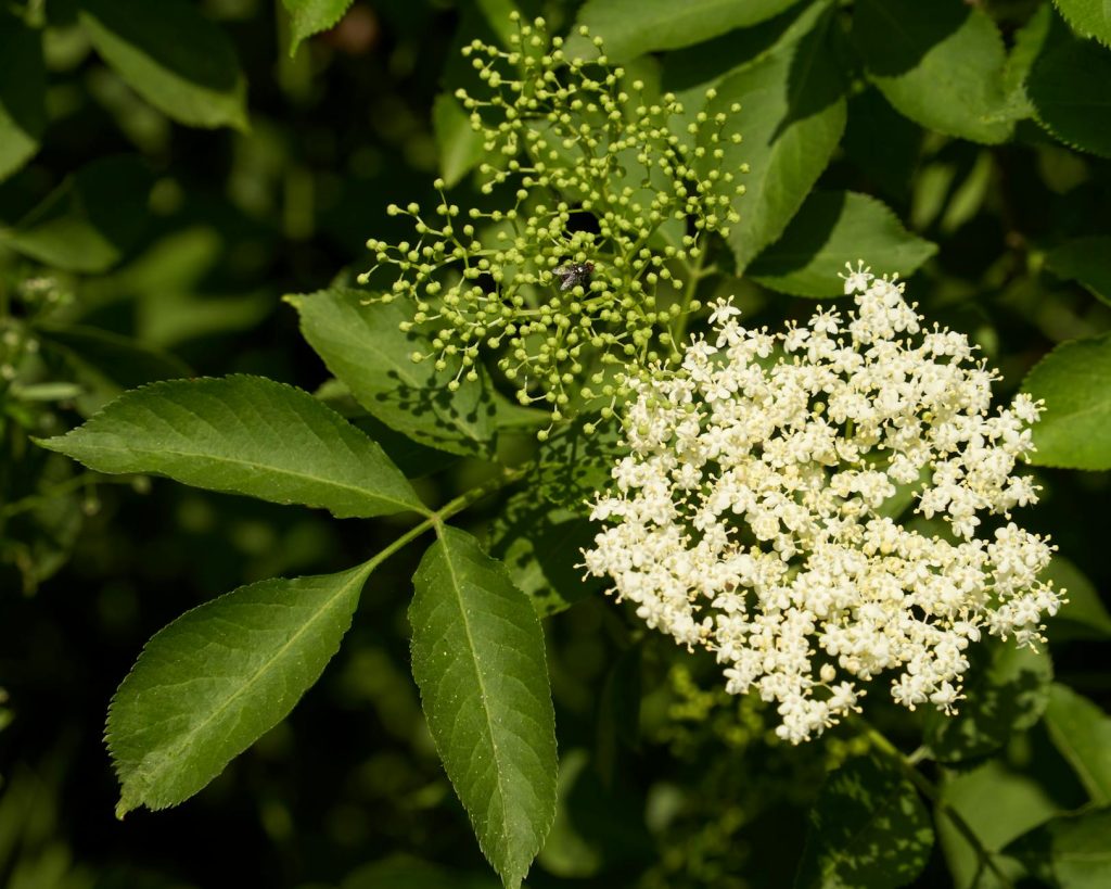 Fläderblommor
