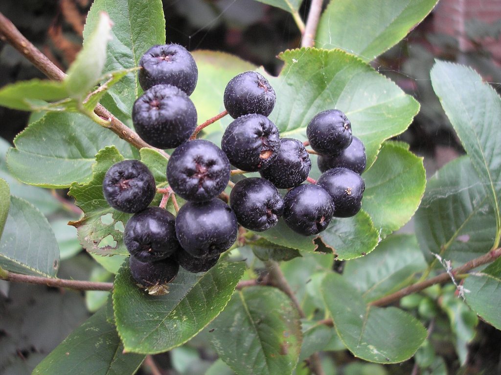 Mogna, svarta aroniabär i en klase bland gröna blad