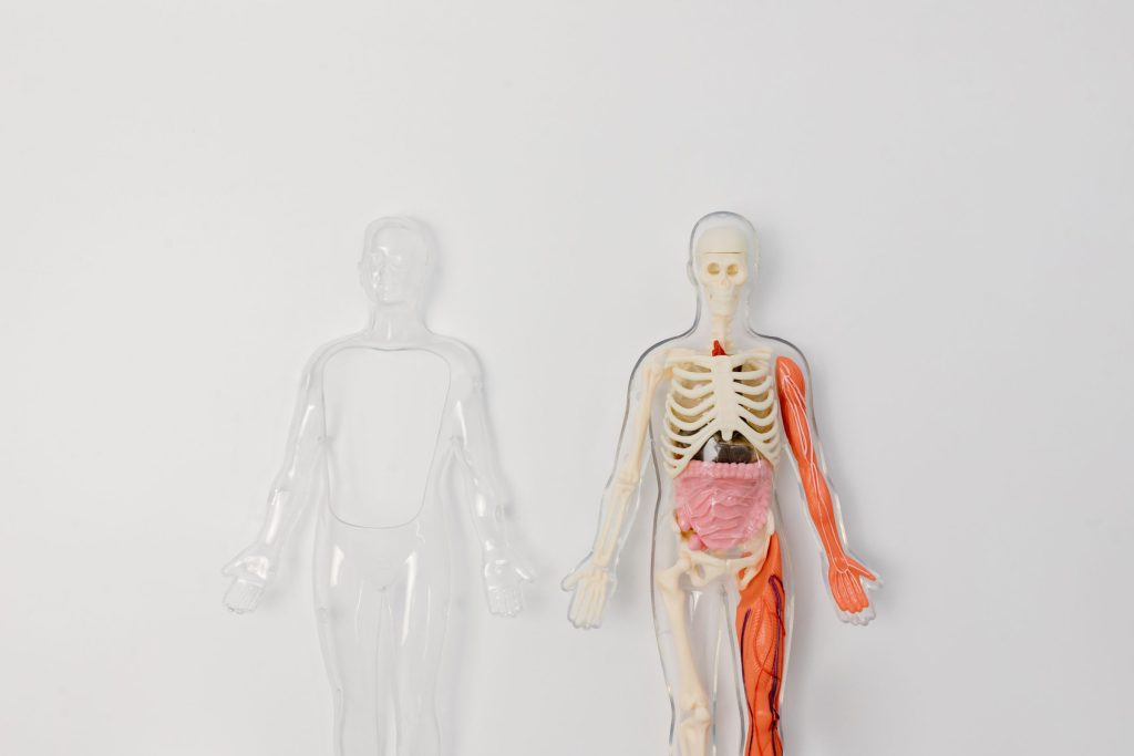 Två anatomiska modeller av människokroppen, den ena genomskinlig och tom, den andra med skelett och inre organ synliga