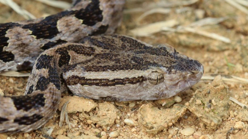 toxic-people-could-become-a-reality,-scientists-researching-snake-venom-say