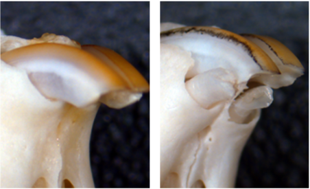 suppressing-a-gene-by-using-its-antibody-can-lead-to-tooth-growth:-animal-study