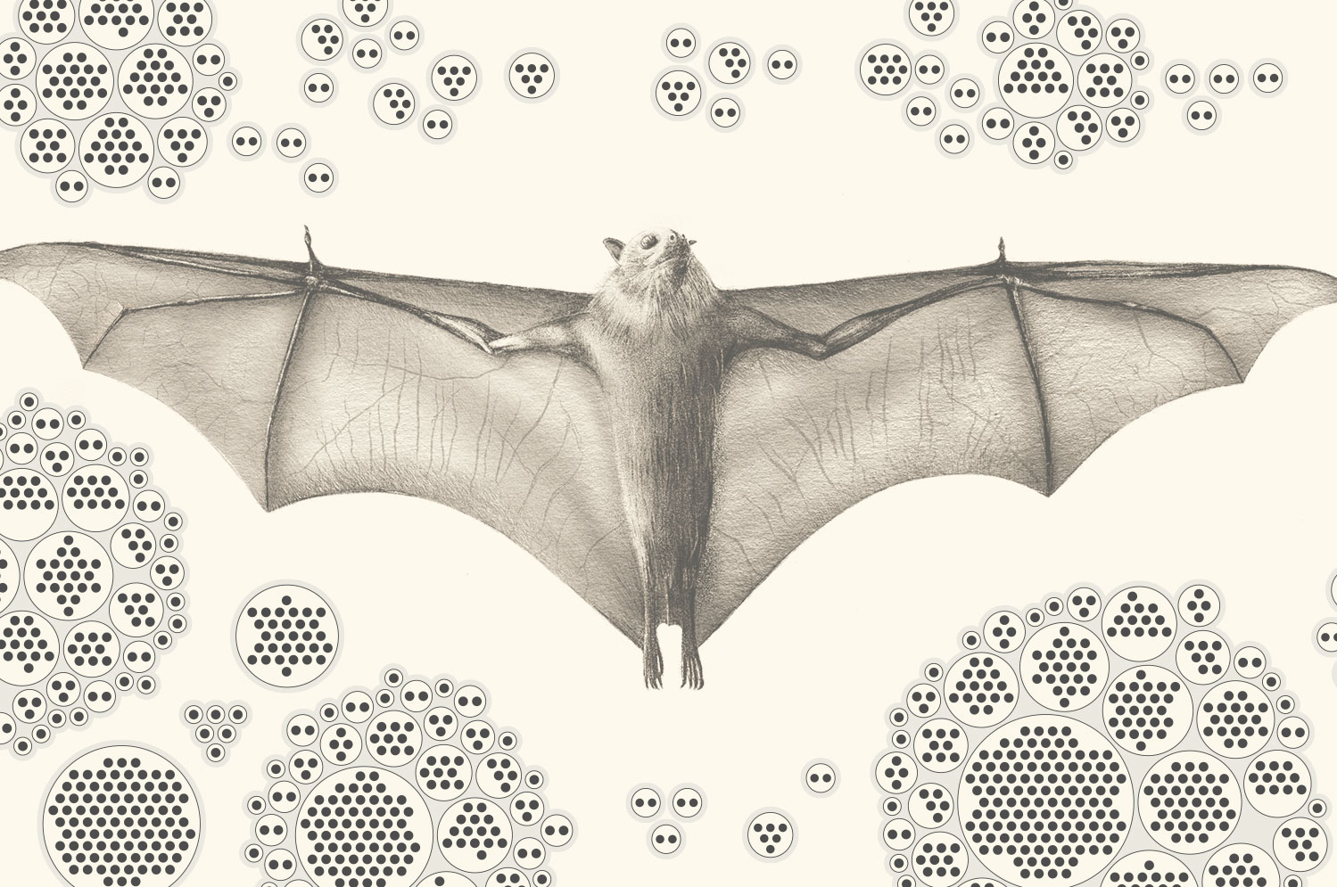bats-and-the-origin-of-outbreaks