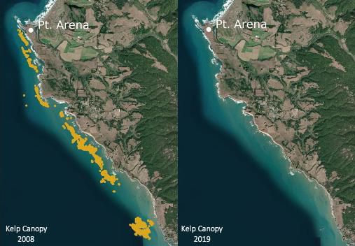 satellite-imagery-shows-northern-california-kelp-forests-have-collapsed