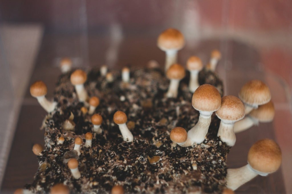 magic-mushrooms-are-decriminalized-in-dc-as-of-today
