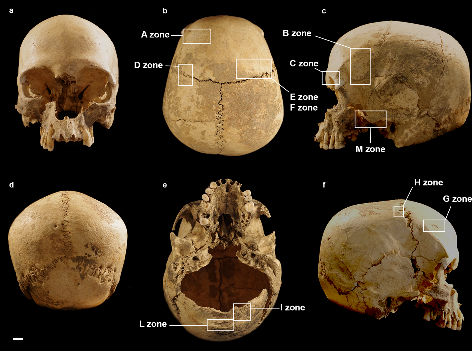archaeologists-solve-mystery-of-5,600-year-old-skull-found-in-italian-cave
