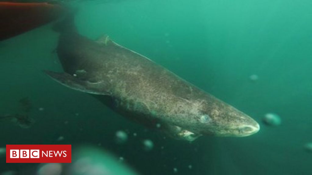 400-year-old-greenland-shark-‘longest-living-vertebrate’-(2016)