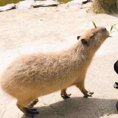 a-simple-c-implementation-to-stream-h.264-to-browser-using-webrtc
