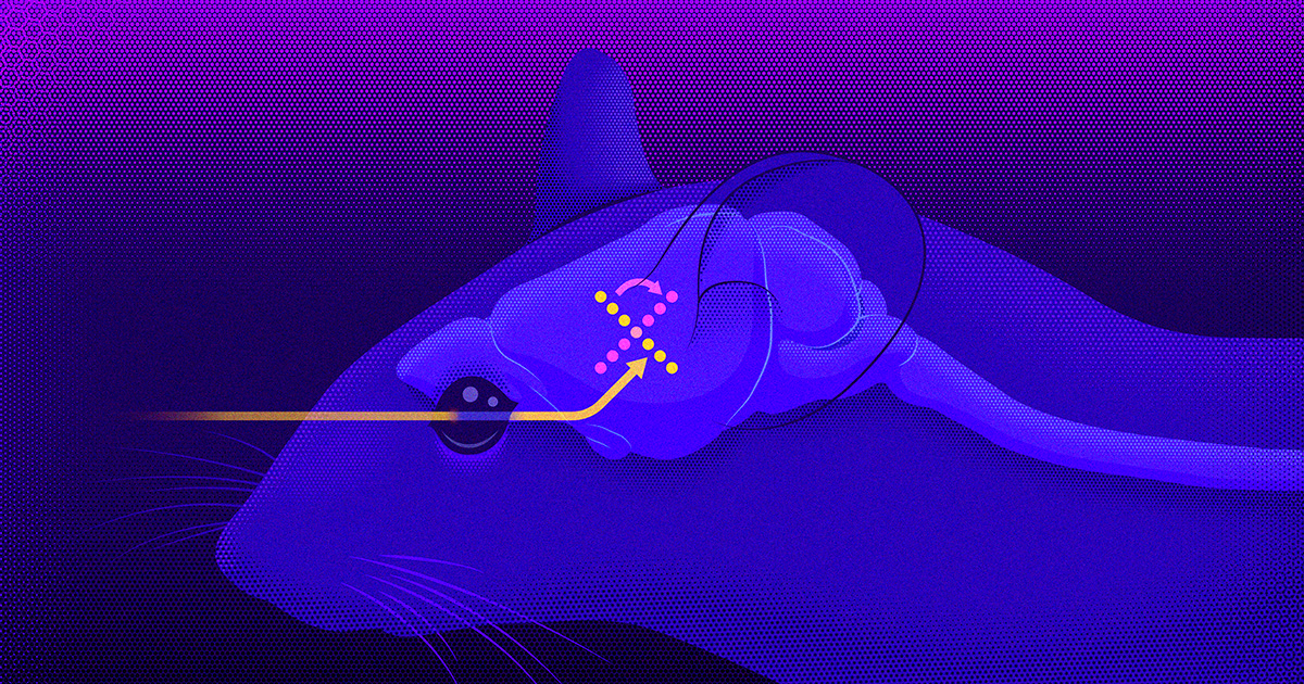 the-brain-‘rotates’-memories-to-save-them-from-new-sensations