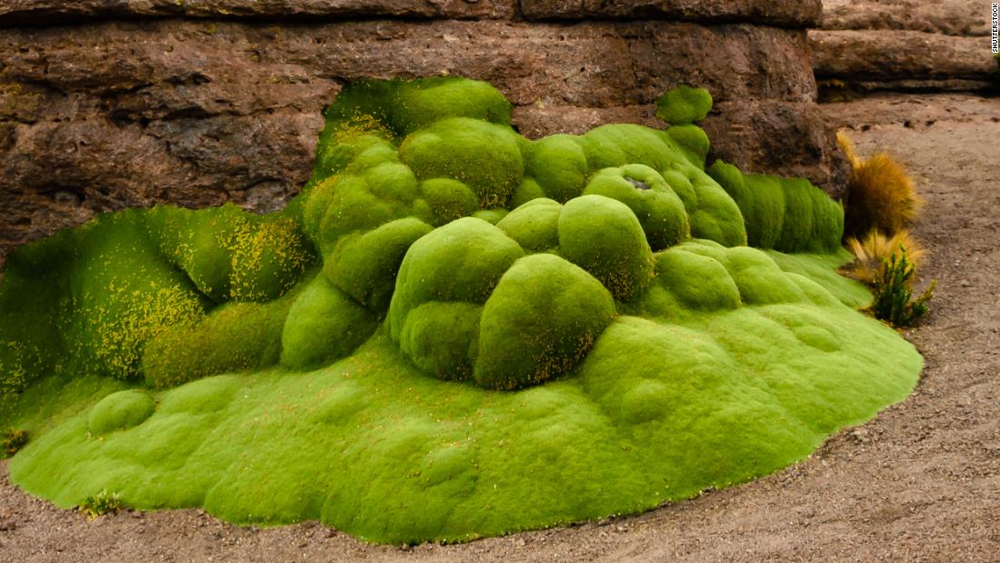 where-to-see-the-oldest-living-things-on-earth-(2019)