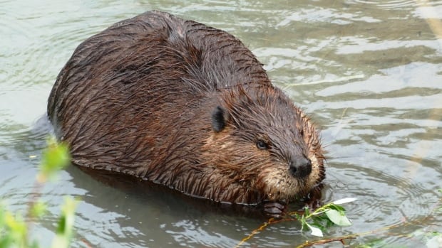 internet-down-in-tumbler-ridge,-bc.,-after-beaver-chews-through-fibre-cable
