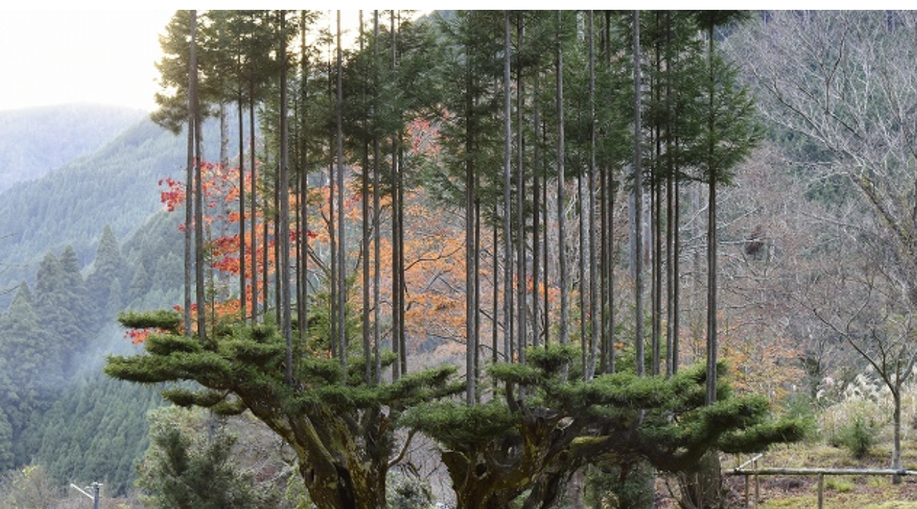 daisugi,-the-600-year-old-japanese-technique-of-growing-trees-out-of-other-trees