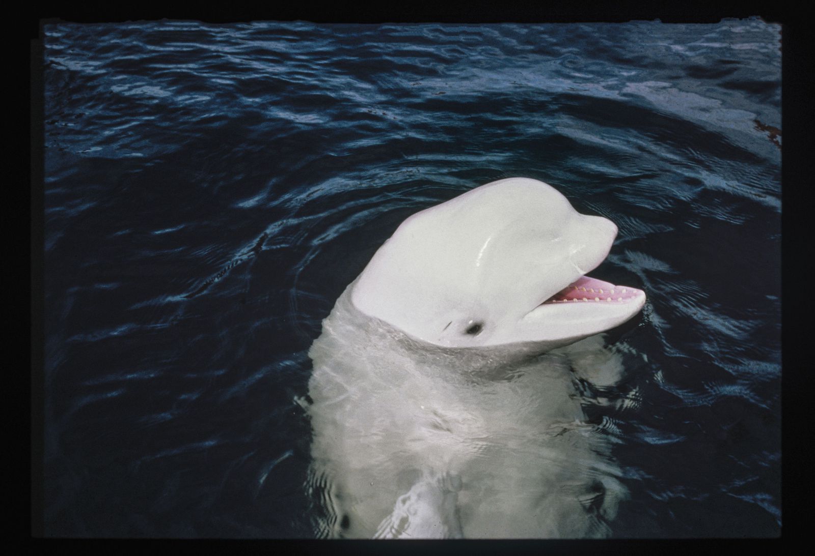 the-story-of-one-whale-who-tried-to-mimic-human-speech-(2014)