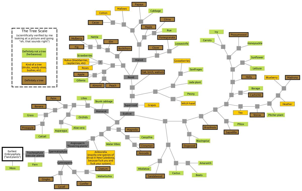 there’s-no-such-thing-as-a-tree-(phylogenetically)