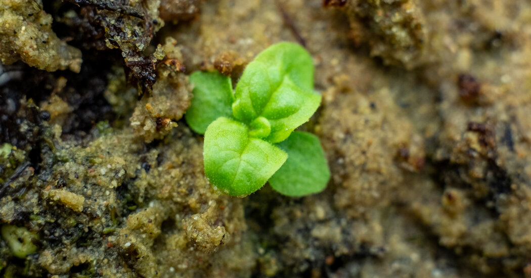 one-of-the-world’s-longest-running-experiments-sends-up-sprouts