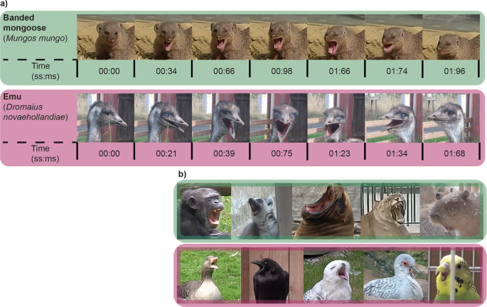 brain-size-drives-differences-in-yawn-duration-across-mammals-and-birds
