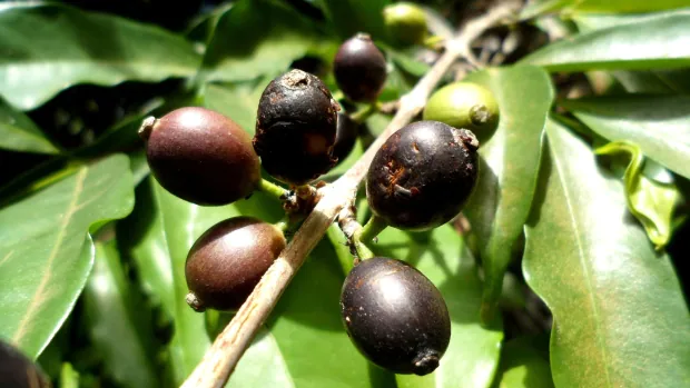 scientists-rediscover-lost-coffee-species-suited-to-a-warmer-climate