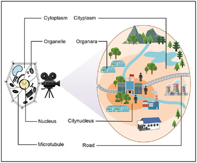 modern-cities-modelled-as-“super-cells”-rather-than-multicellular-organisms