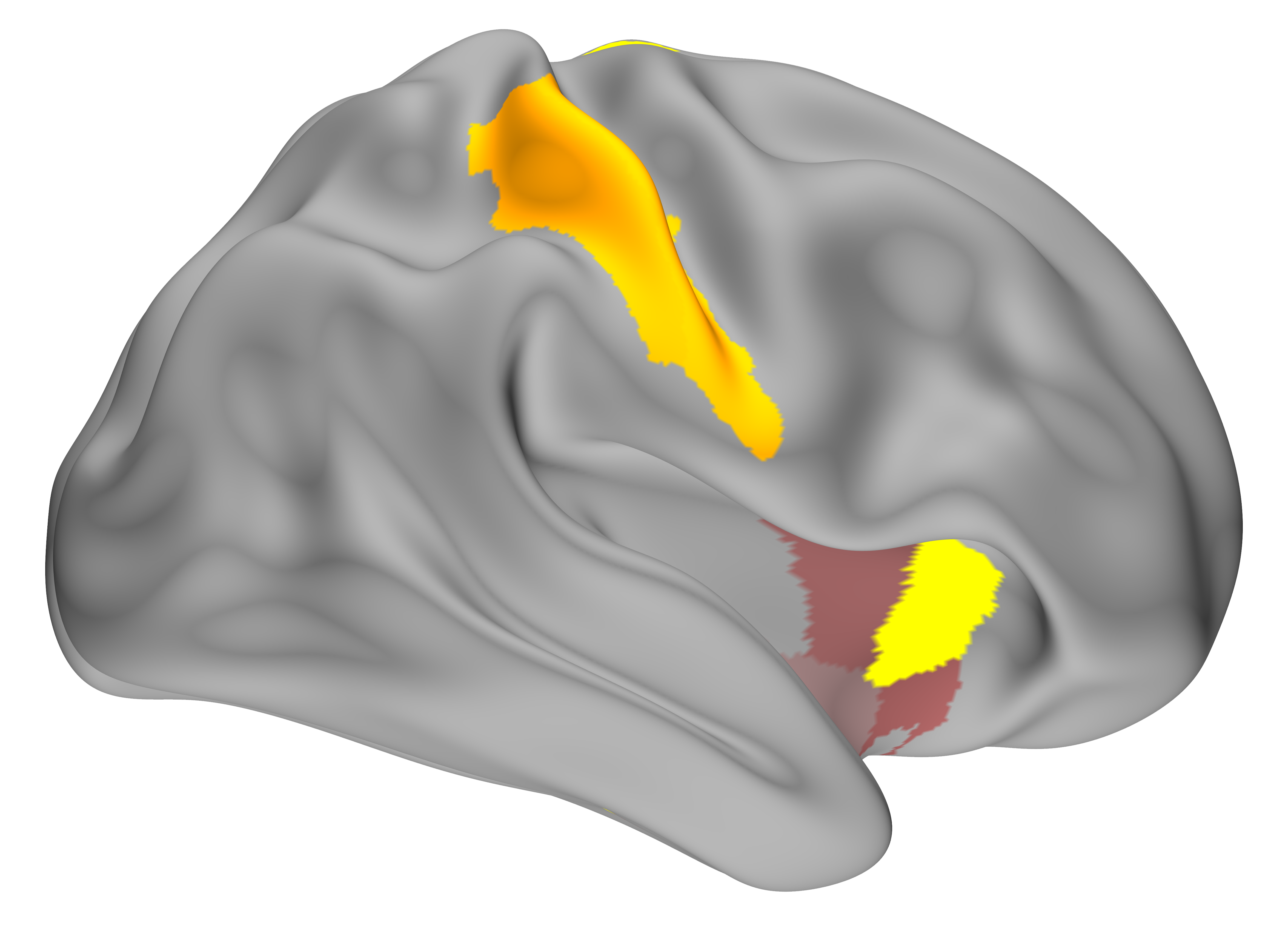 study-shows-how-taking-short-breaks-may-help-our-brains-learn-new-skills