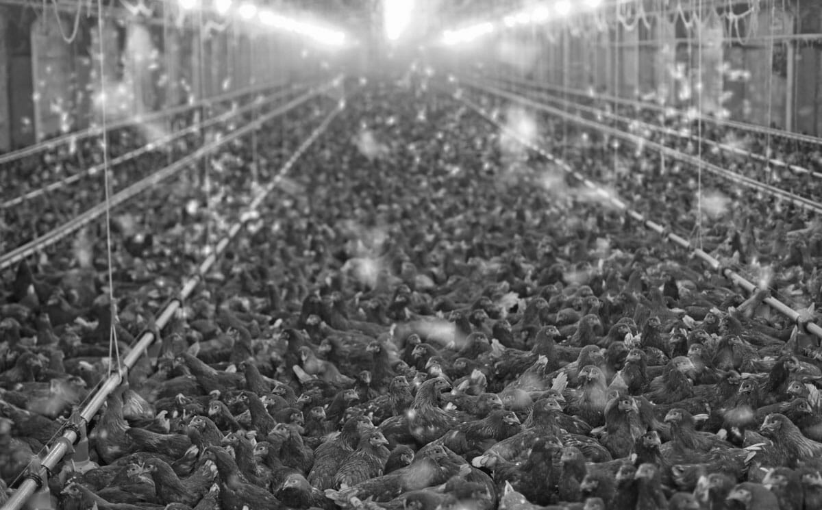 today-we’re-eating-the-winners-of-the-1948-chicken-of-tomorrow-contest