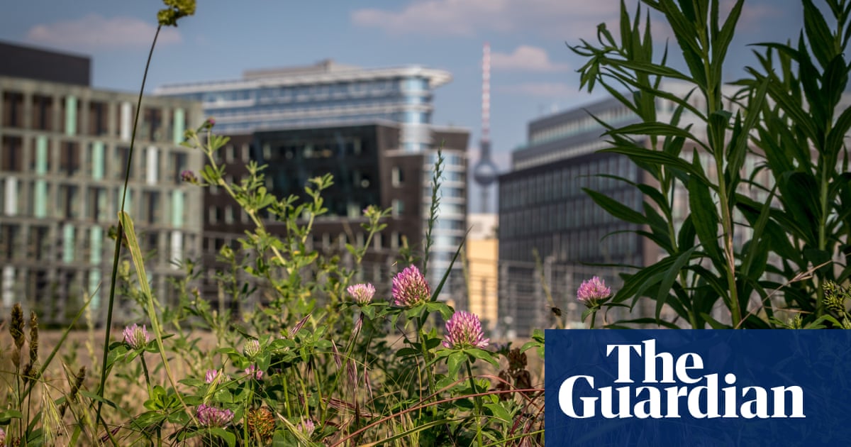 bee-friendly-urban-wildflower-meadows-prove-a-hit-with-german-city-dwellers